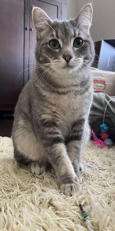 THEODORE, an adoptable Domestic Short Hair in Campbell River, BC, V9W 5A7 | Photo Image 5