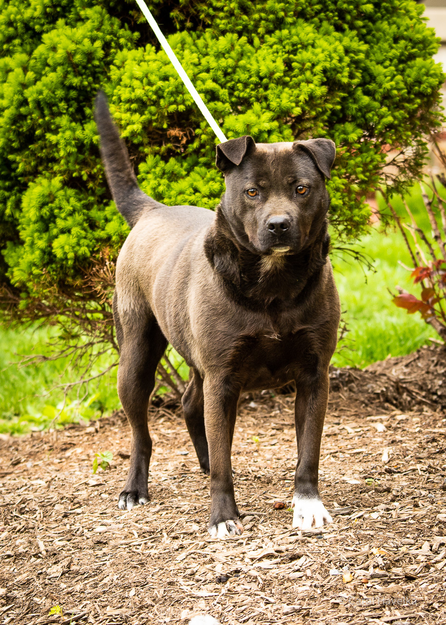 Enlarge Taylor, a Adoptable mixed breed in Silver Spring, MD image 2/4
