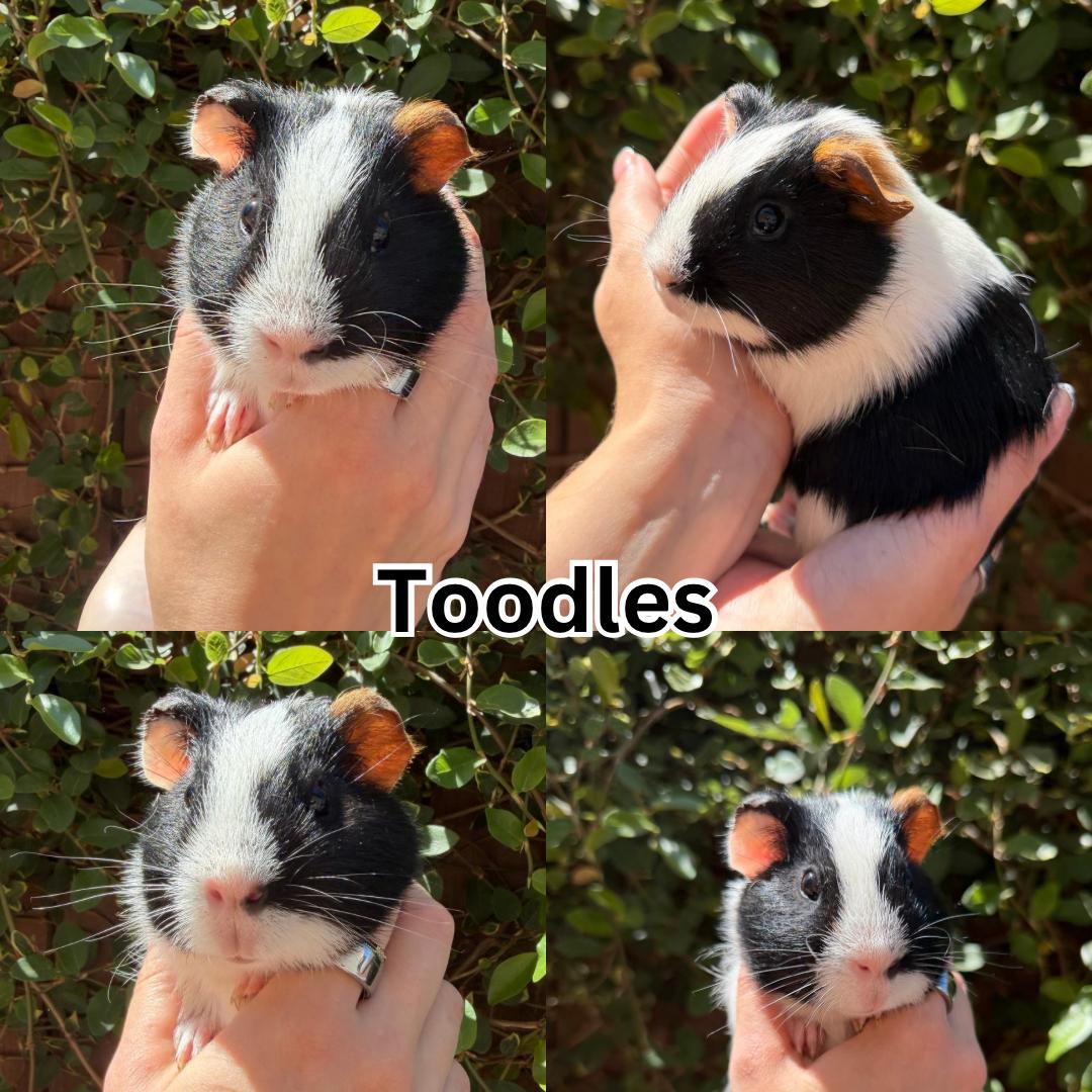 Enlarge Toodles, a Adopted Guinea Pig in Ripon, CA image 1/1