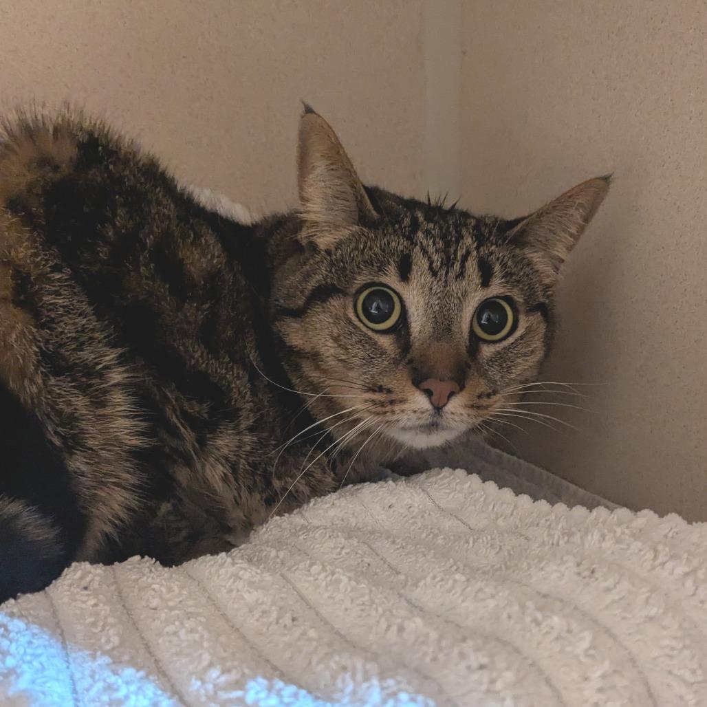 Cleo, Adoptable, Adult Female Domestic Short Hair.