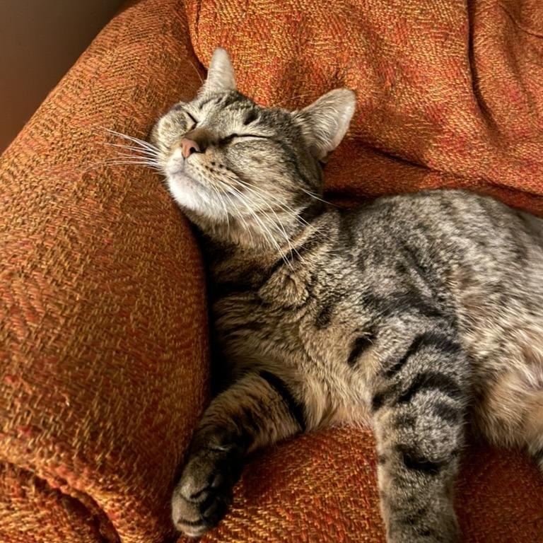 Cleo, Adoptable, Adult Female Domestic Short Hair.