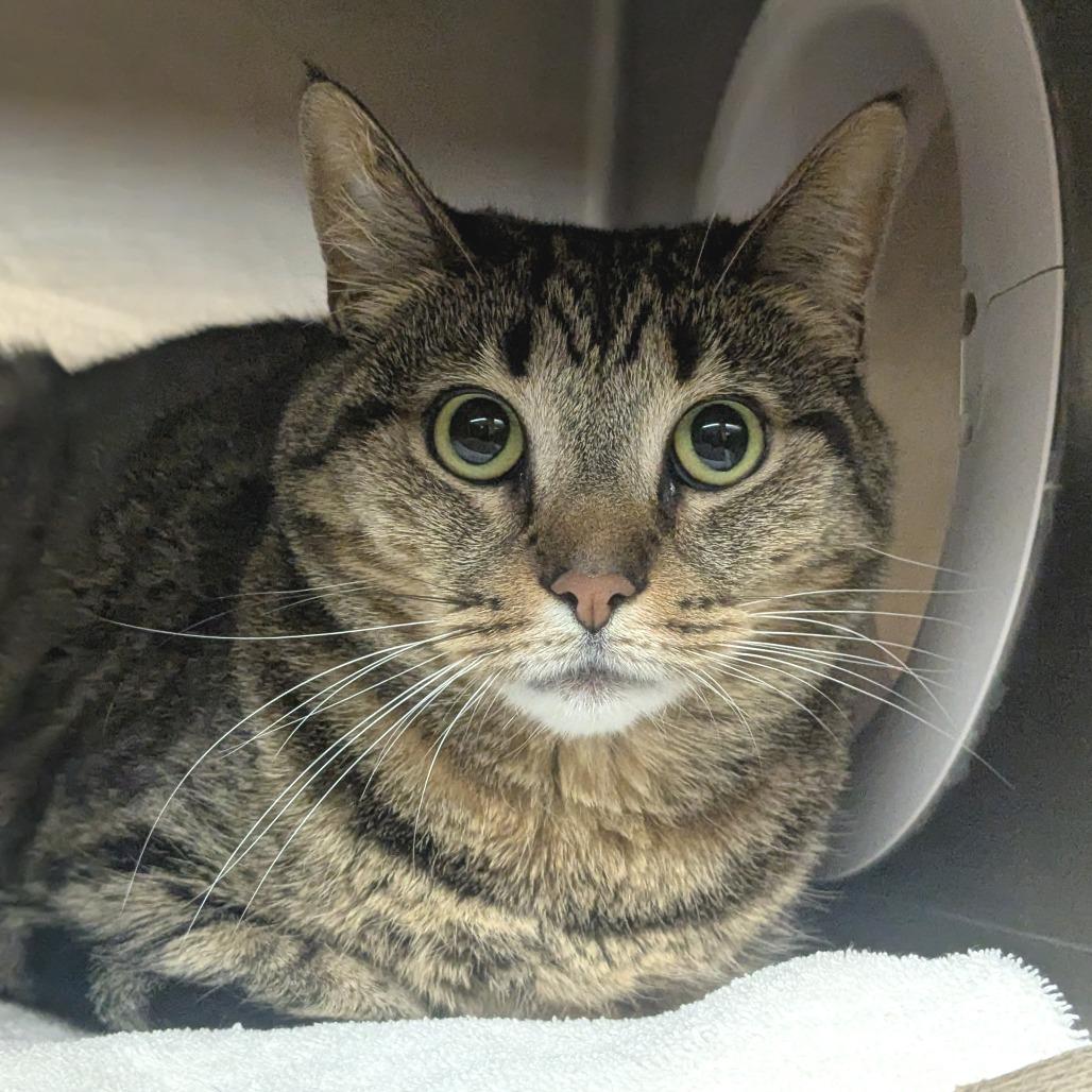 Enlarge Cleo, a Adoptable Domestic Short Hair in Providence, RI image 2/6