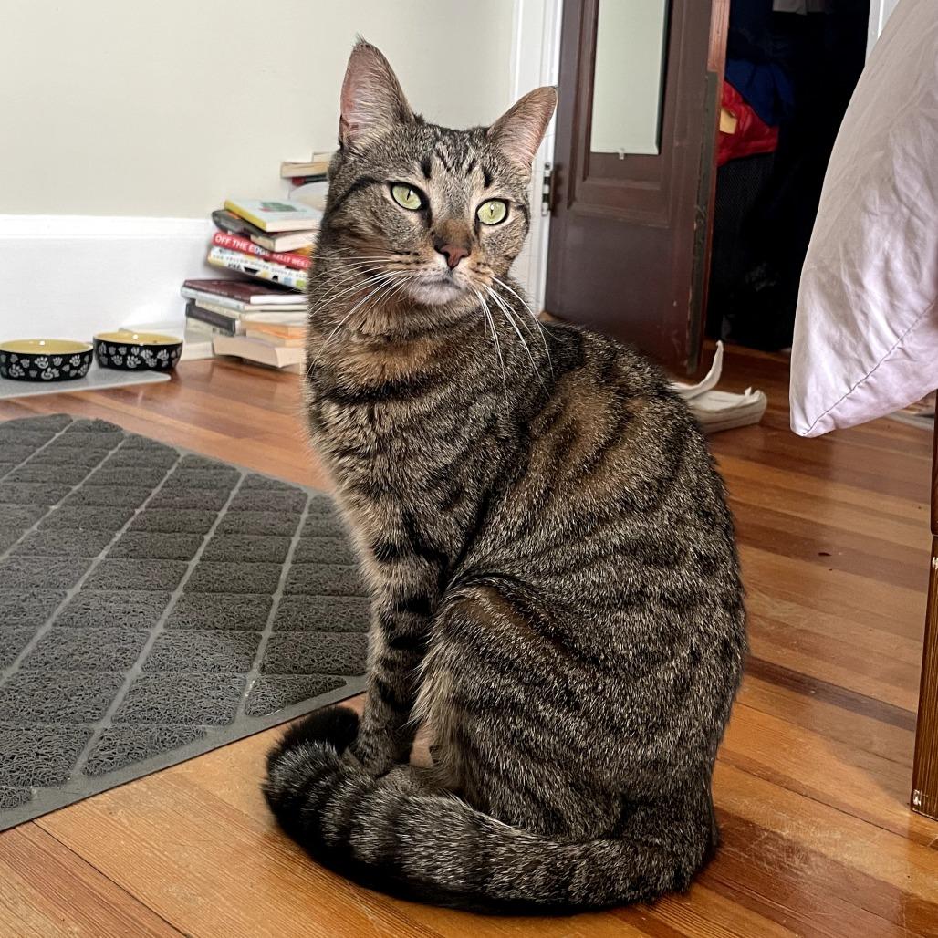 Enlarge Cleo, a Adoptable Domestic Short Hair in Providence, RI image 3/6