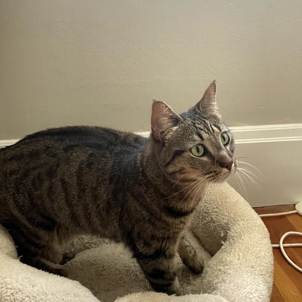 Enlarge Cleo, a Adoptable Domestic Short Hair in Providence, RI image 4/6