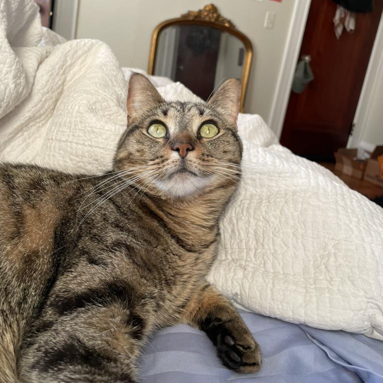 Enlarge Cleo, a Adoptable Domestic Short Hair in Providence, RI image 3/6
