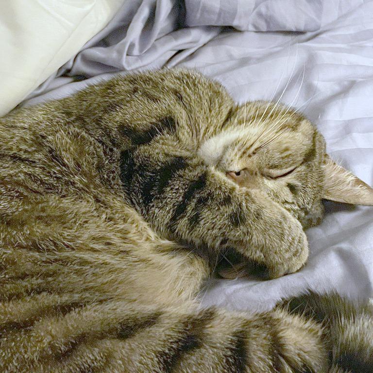 Enlarge Cleo, a Adoptable Domestic Short Hair in Providence, RI image 5/6