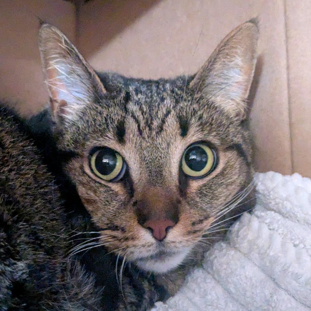 Enlarge Cleo, a Adoptable Domestic Short Hair in Providence, RI image 5/6