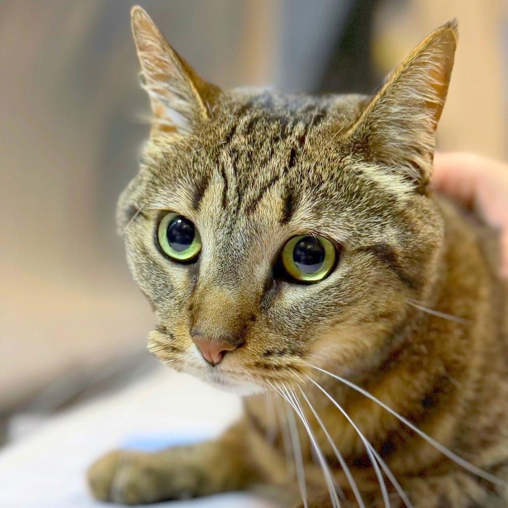 Enlarge Cleo, a Adoptable Domestic Short Hair in Providence, RI image 6/6