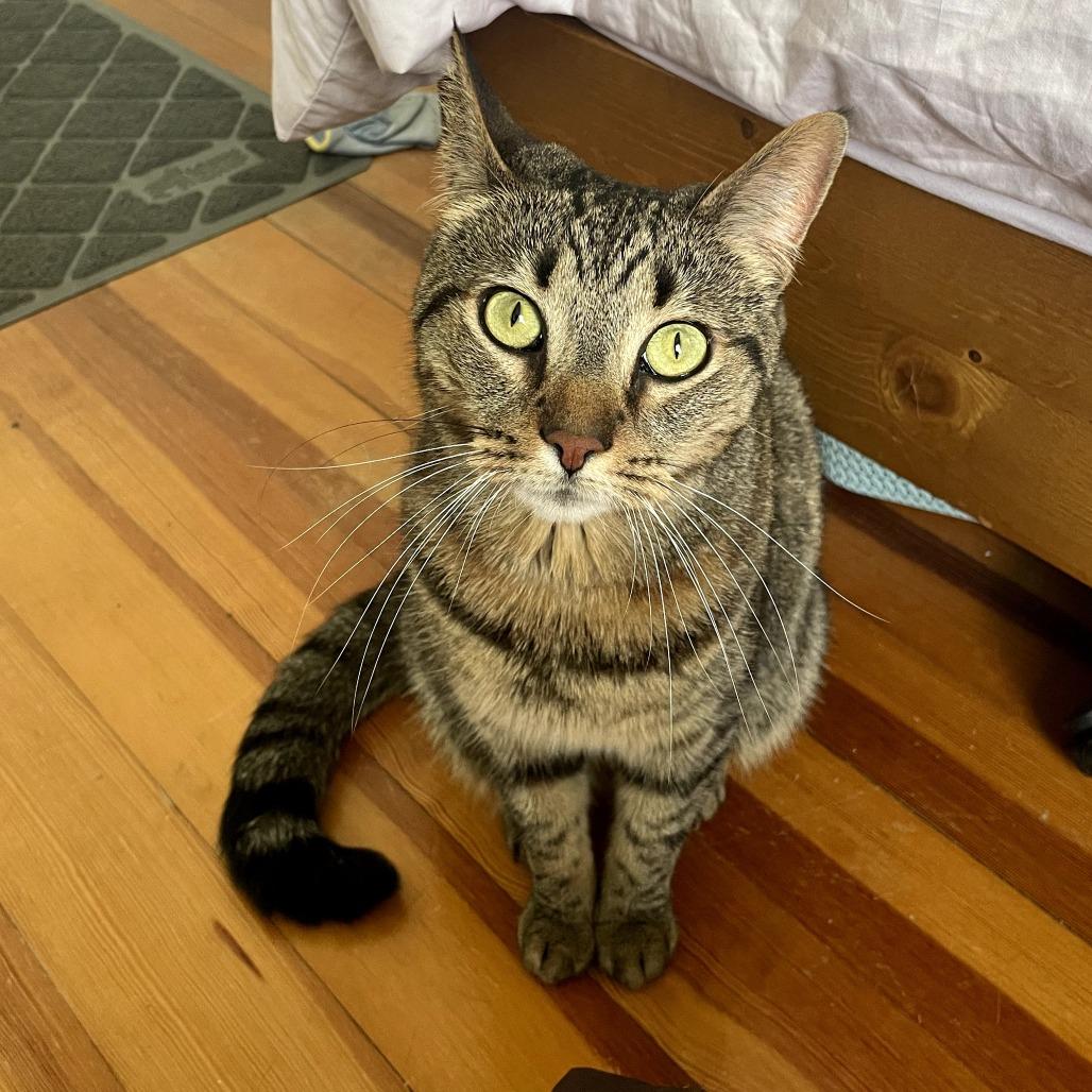Enlarge Cleo, a Adoptable Domestic Short Hair in Providence, RI image 6/6