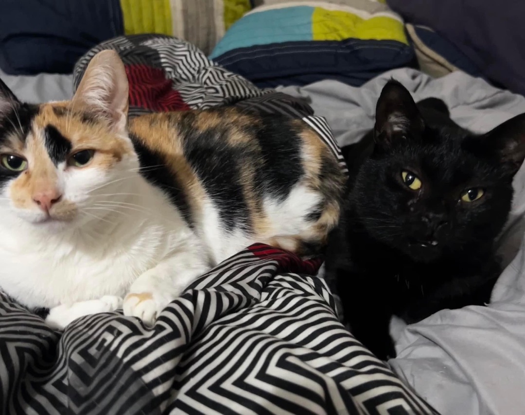 Creme, a Adoptable mixed breed in Grand Rapids, MI image 4/6