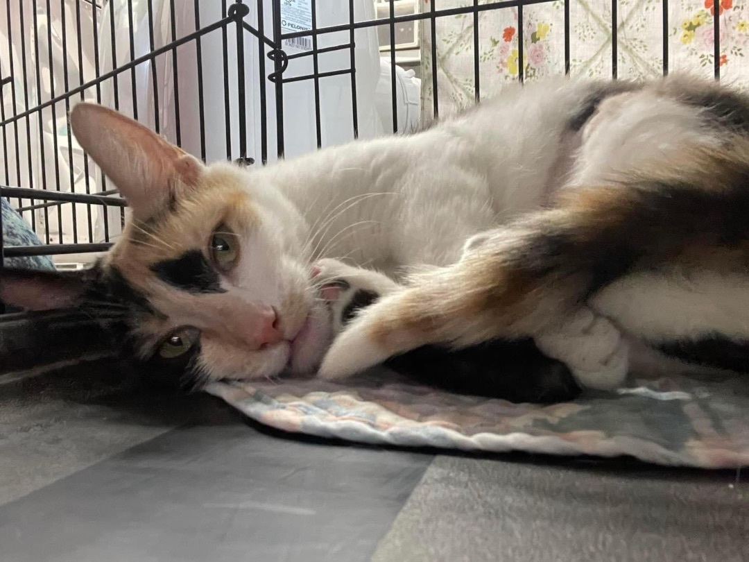 Creme, a Adoptable mixed breed in Grand Rapids, MI image 5/6