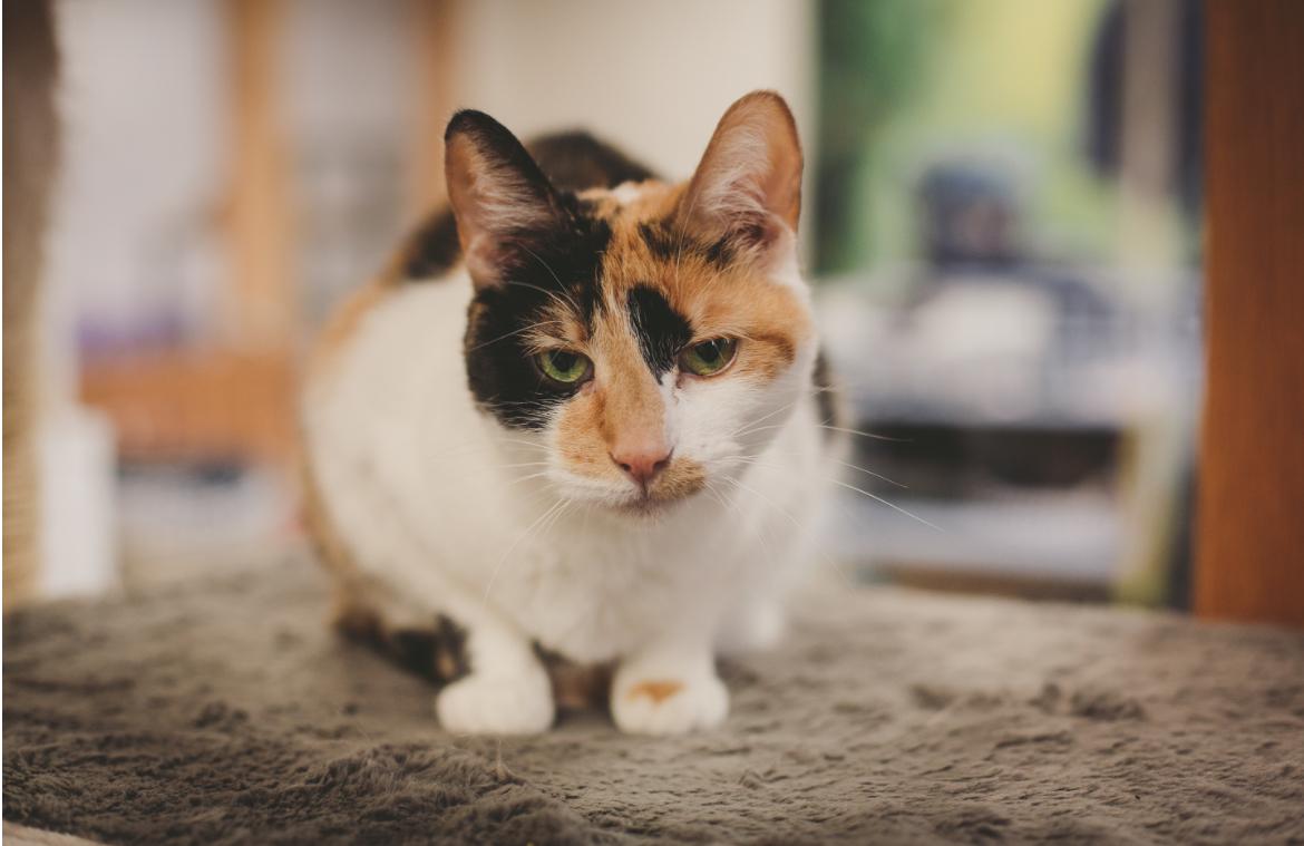 Creme, a Adoptable mixed breed in Grand Rapids, MI image 1/6