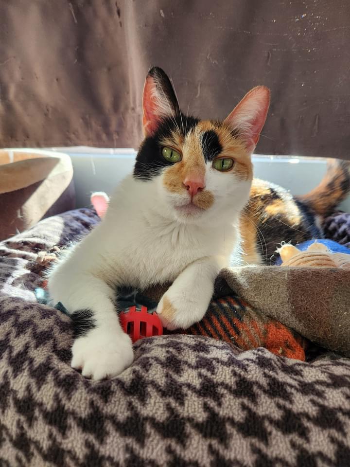 Creme, Adoptable, Adult Female Calico & Domestic Short Hair.