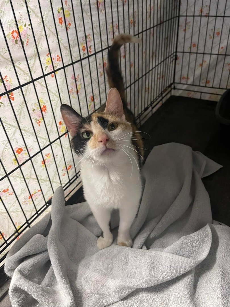 Creme, a Adoptable mixed breed in Grand Rapids, MI image 6/6