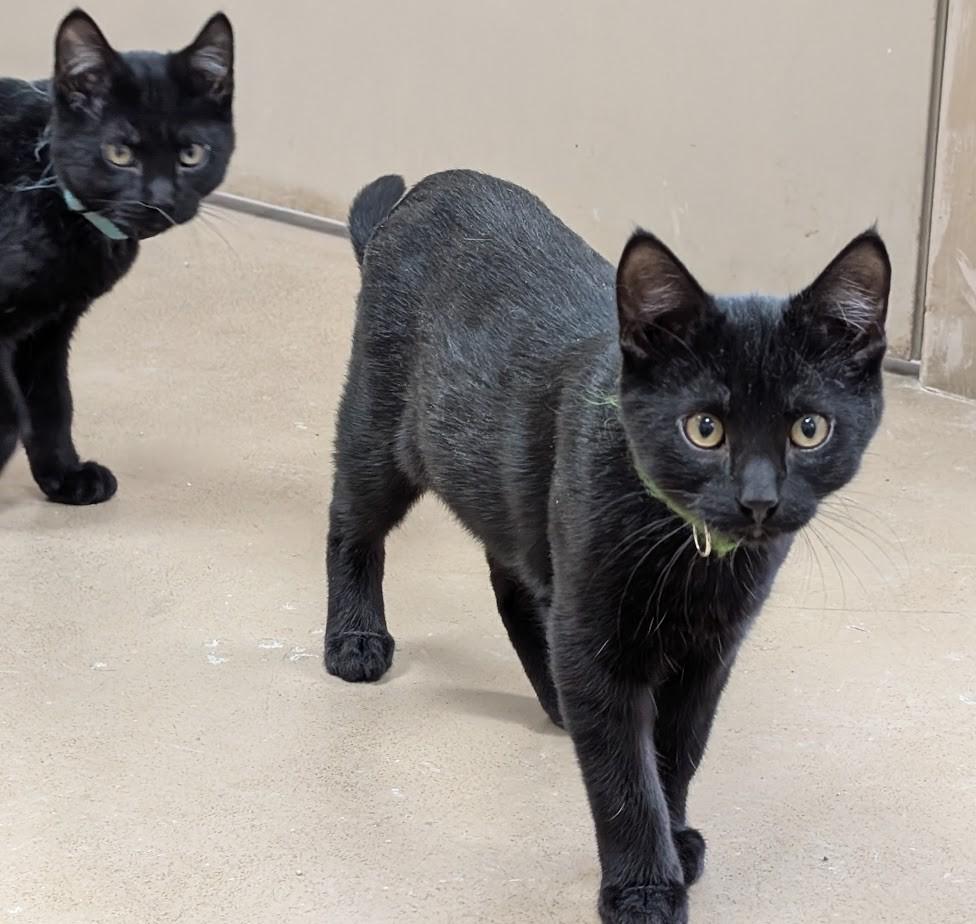 Poe, a Adoptable American Shorthair in Carthage, IL image 1/5