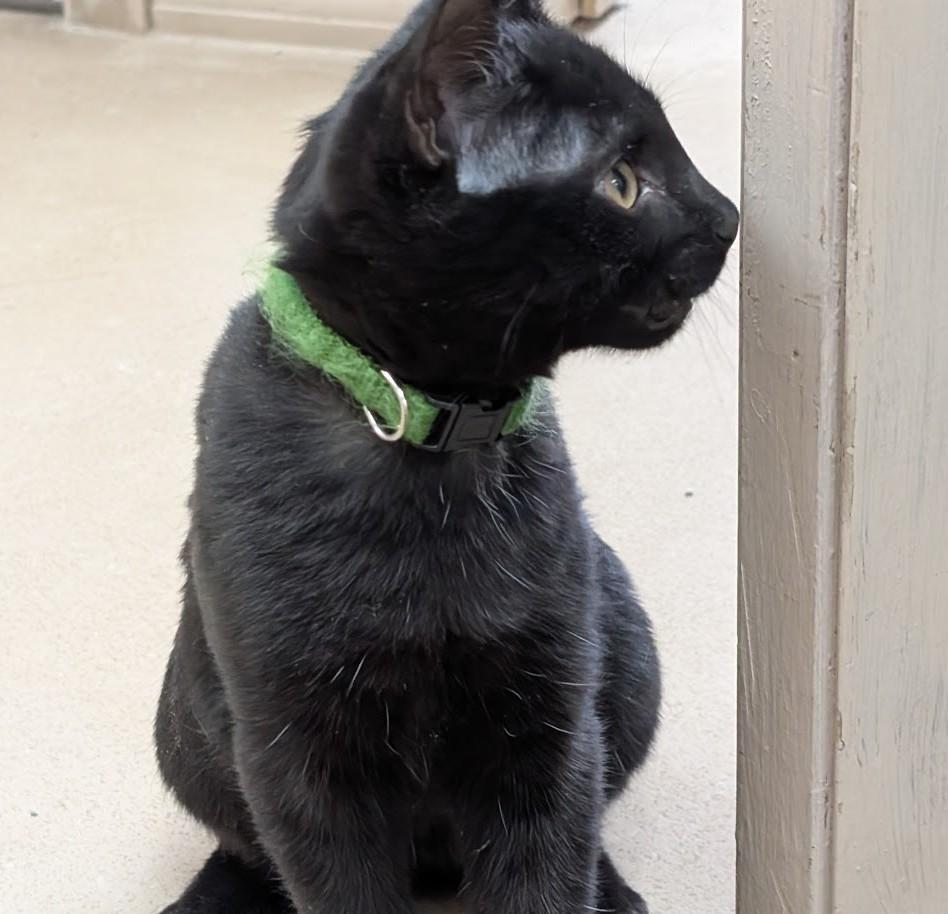 Poe, a Adoptable American Shorthair in Carthage, IL image 2/5