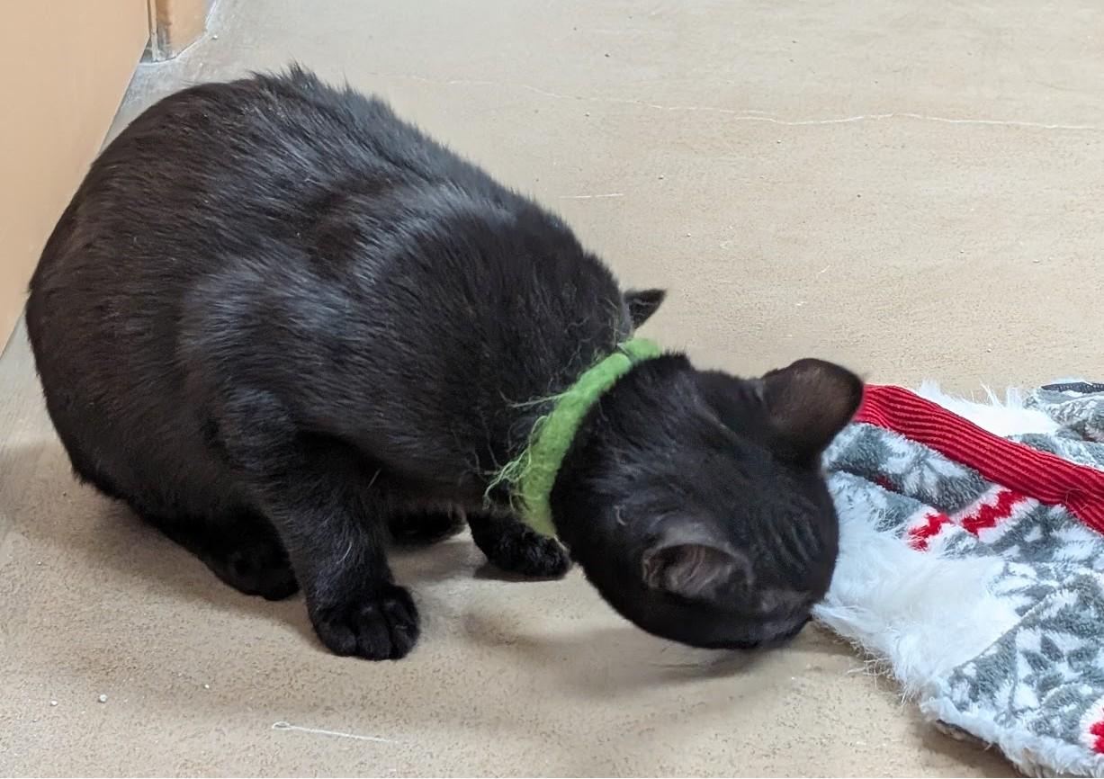 Poe, a Adoptable American Shorthair in Carthage, IL image 3/5