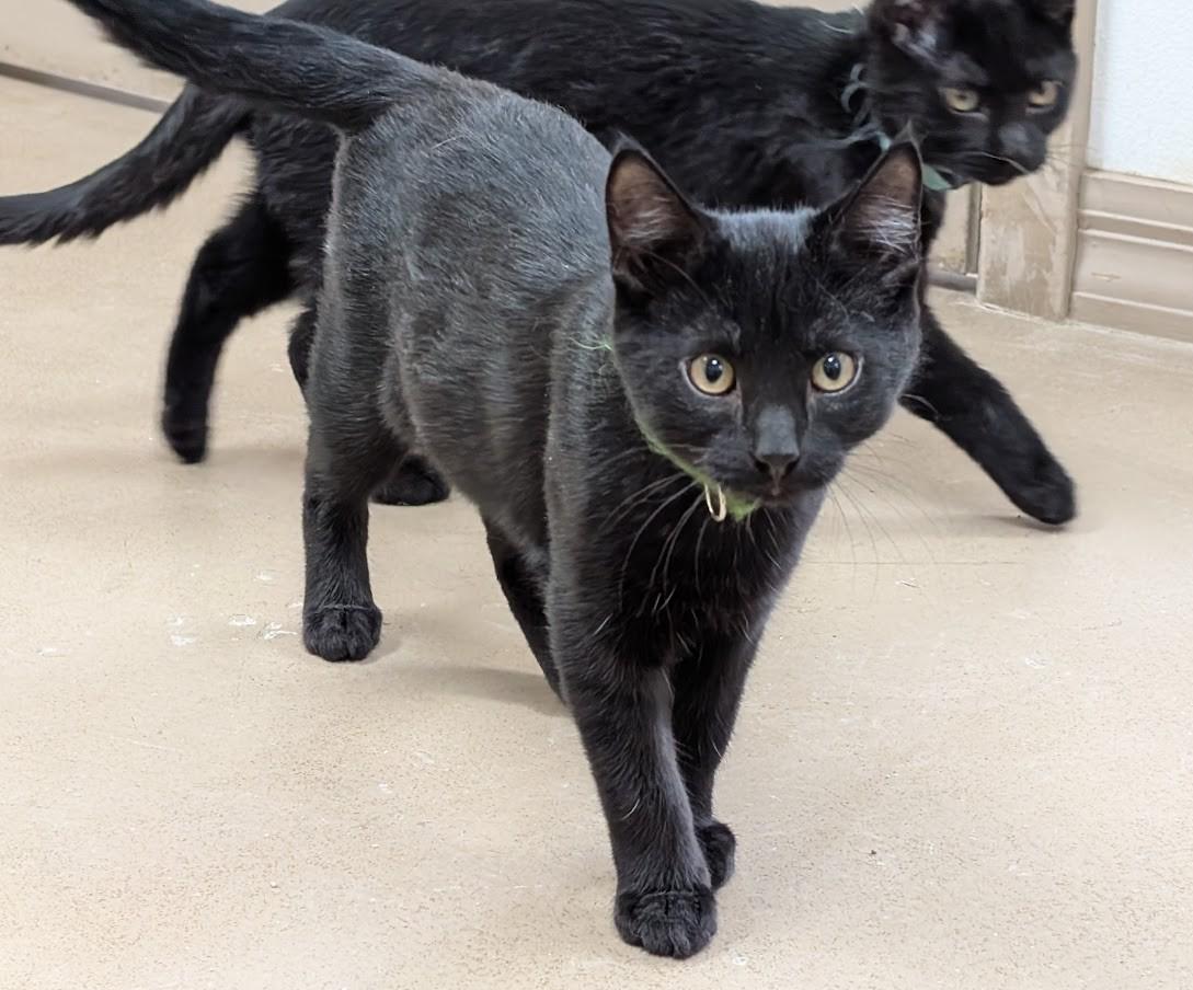 Poe, a Adoptable American Shorthair in Carthage, IL image 5/5