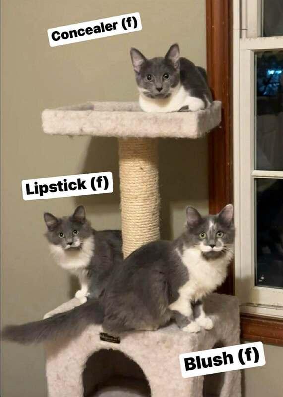 Enlarge Blush, an adopted Domestic Long Hair in Kalamazoo, MI image 1/1