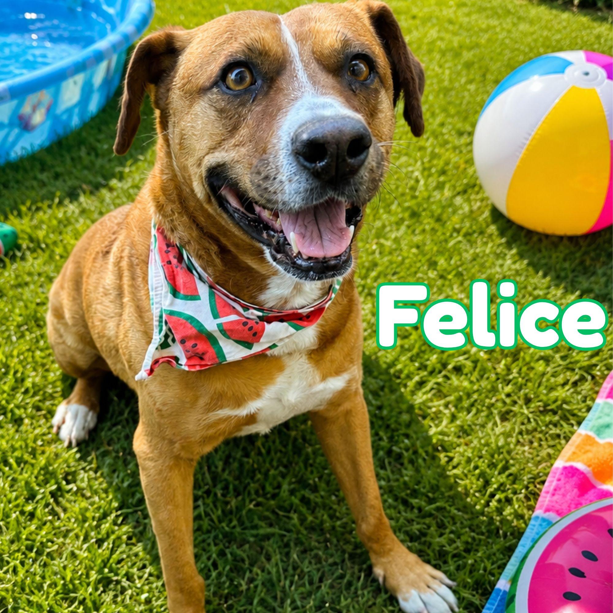 Felice, Adoptable, Senior Female Mixed Breed & Labrador Retriever.