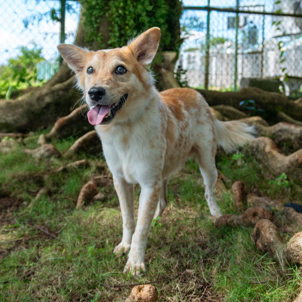 Enlarge Elvis, a Adoptable mixed breed in Mangilao, GU image 1/2