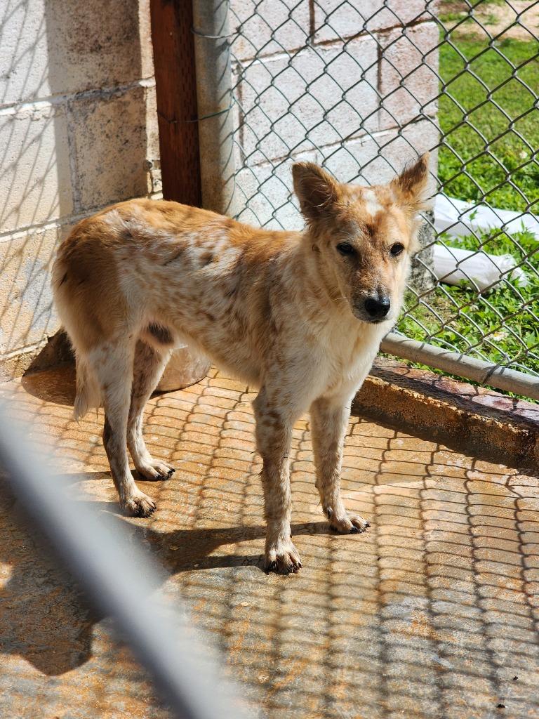 Enlarge Elvis, a Adoptable mixed breed in Mangilao, GU image 2/2
