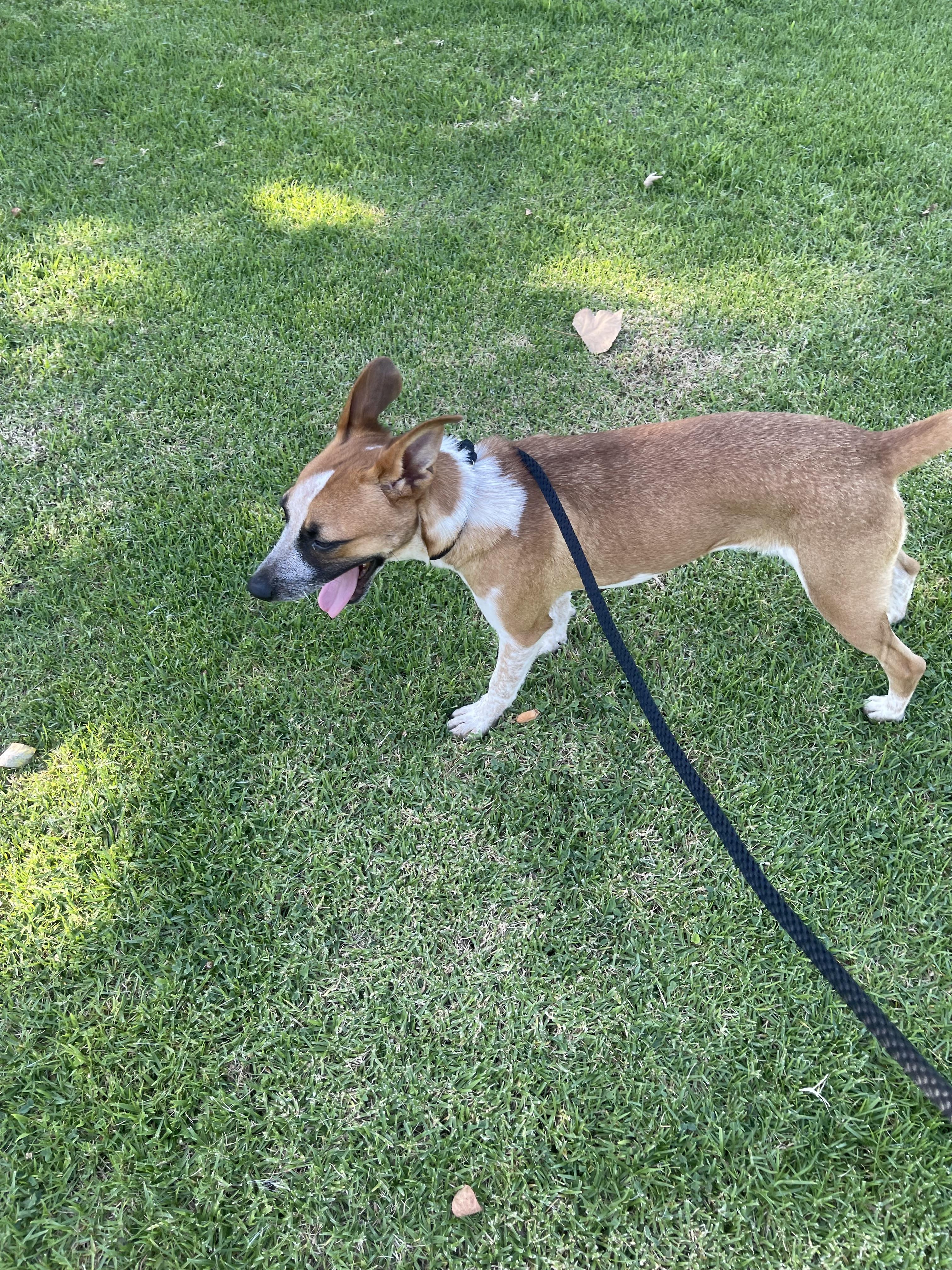 Donna, Adoptable, Young Female Mixed Breed.