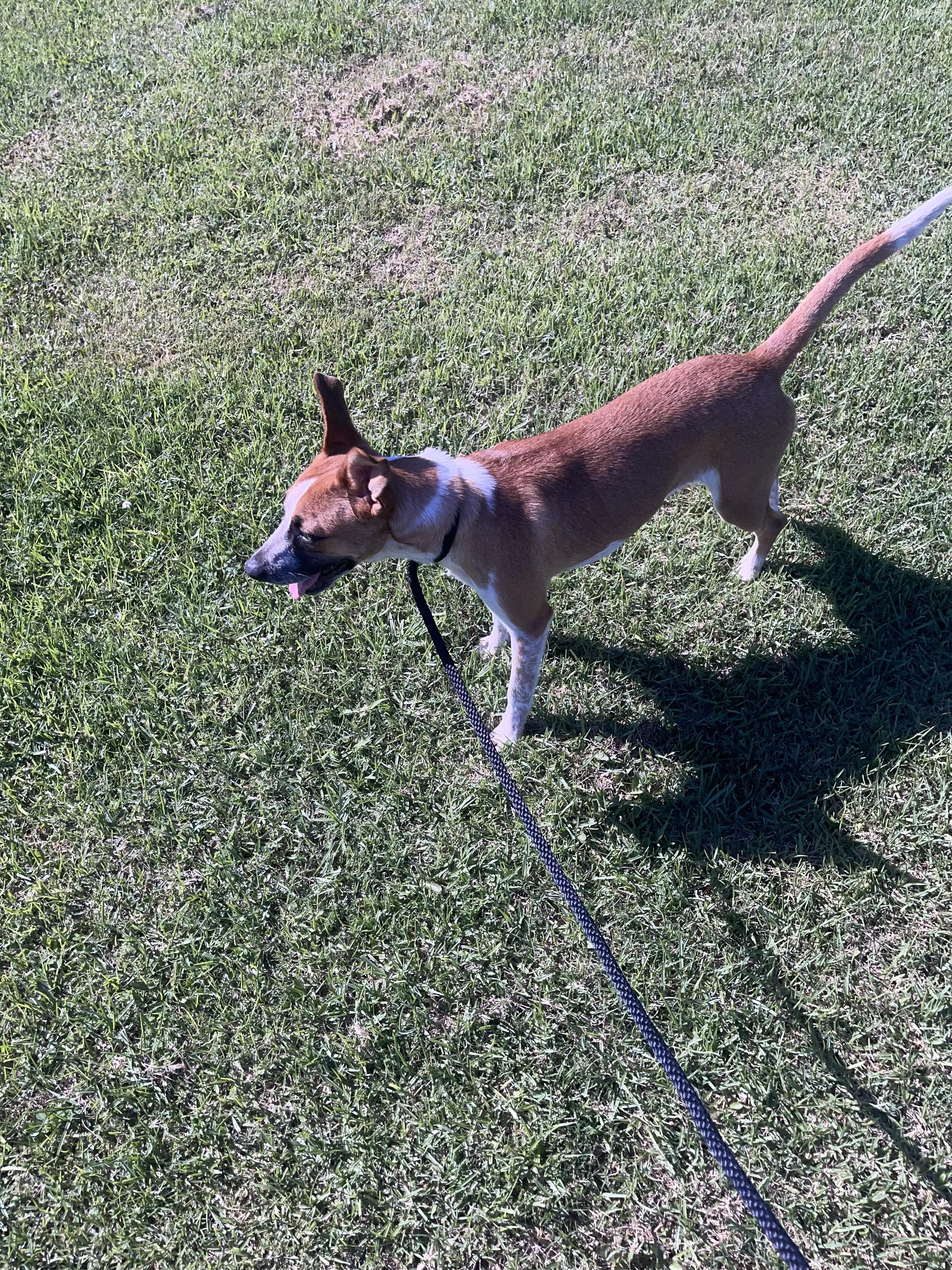 Donna, a Adoptable Mixed Breed in Chula Vista, CA image 2/6