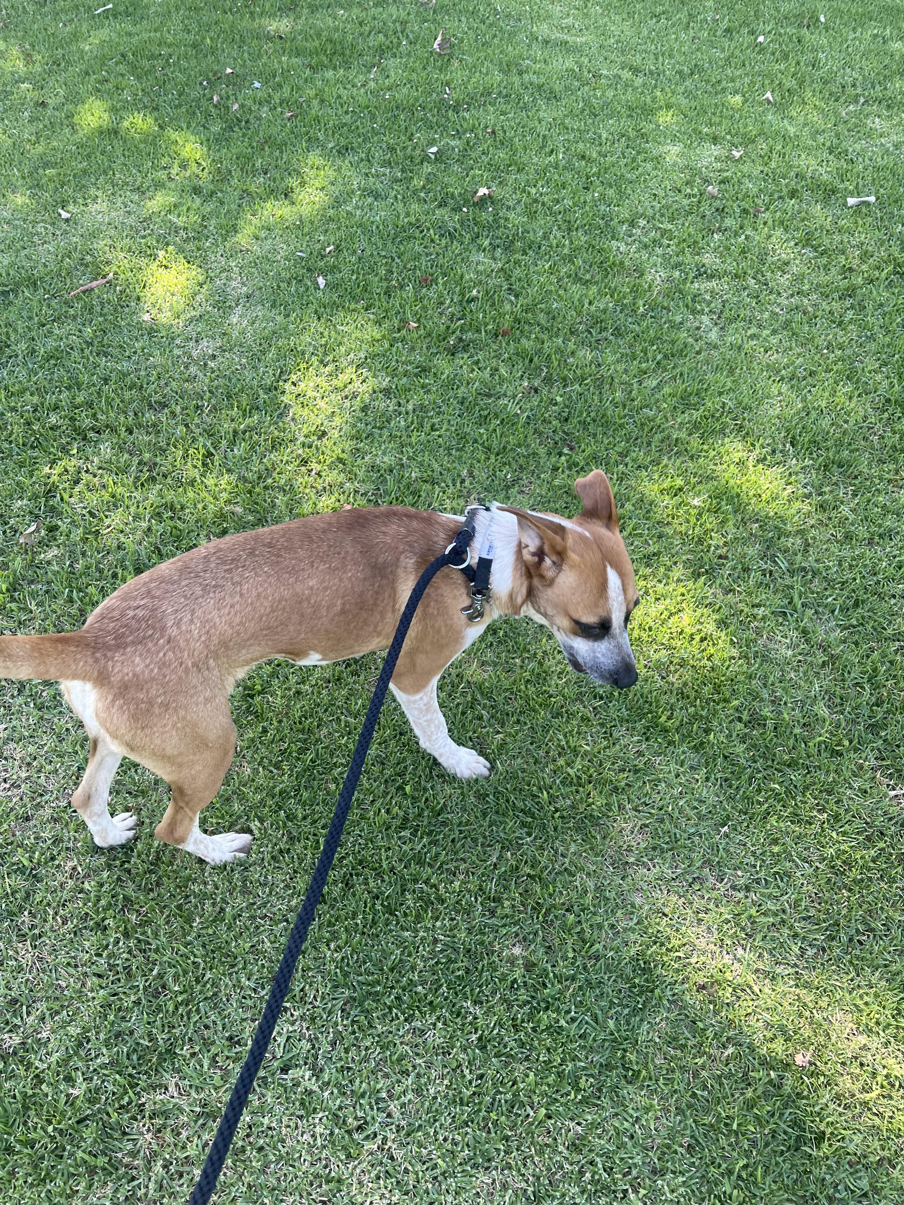 Donna, a Adoptable Mixed Breed in Chula Vista, CA image 3/6