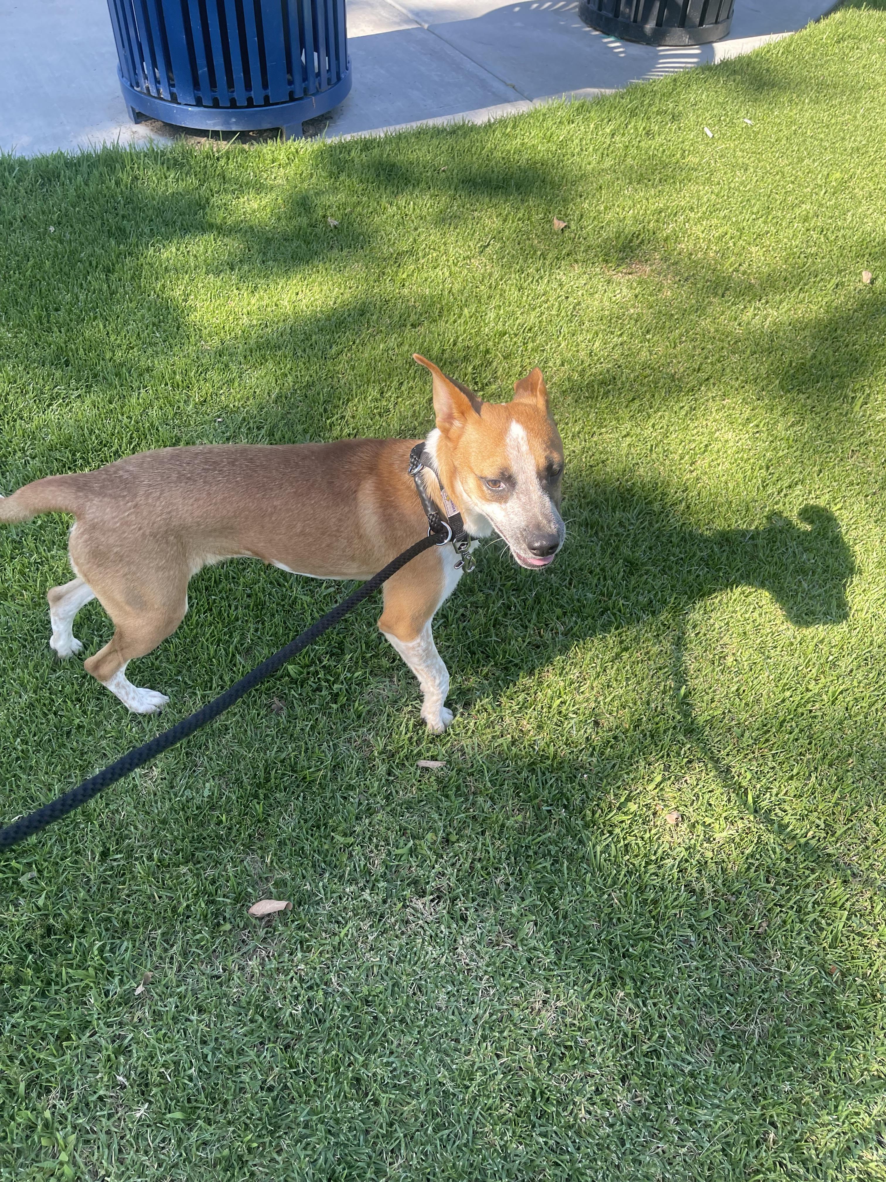 Donna, a Adoptable Mixed Breed in Chula Vista, CA image 4/6