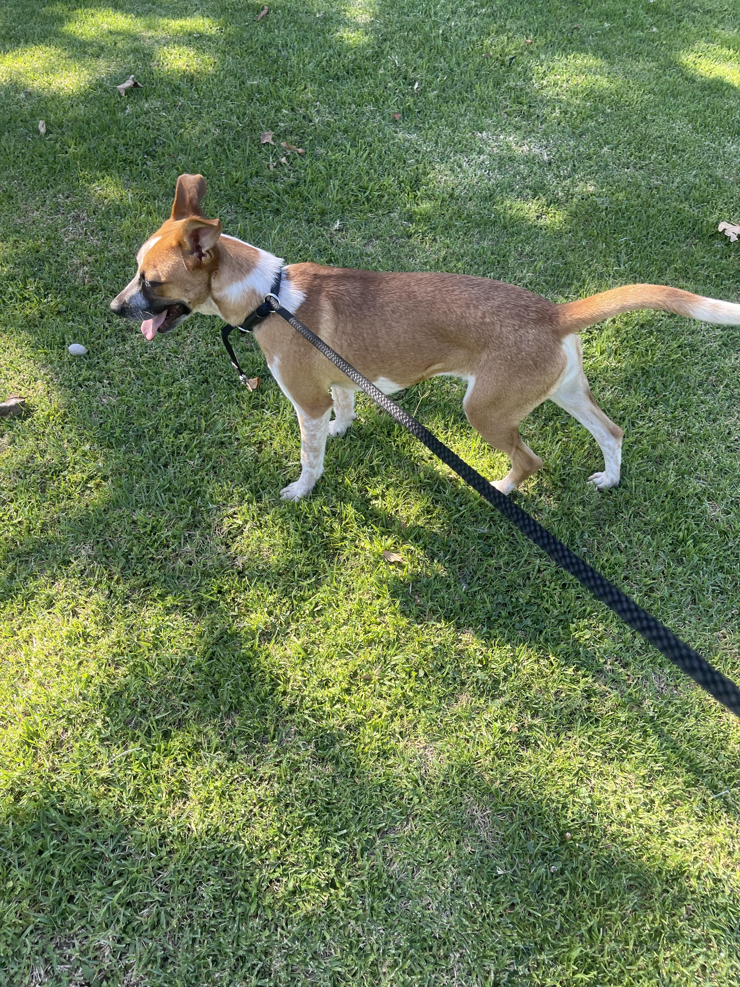 Donna, a Adoptable Mixed Breed in Chula Vista, CA image 5/6