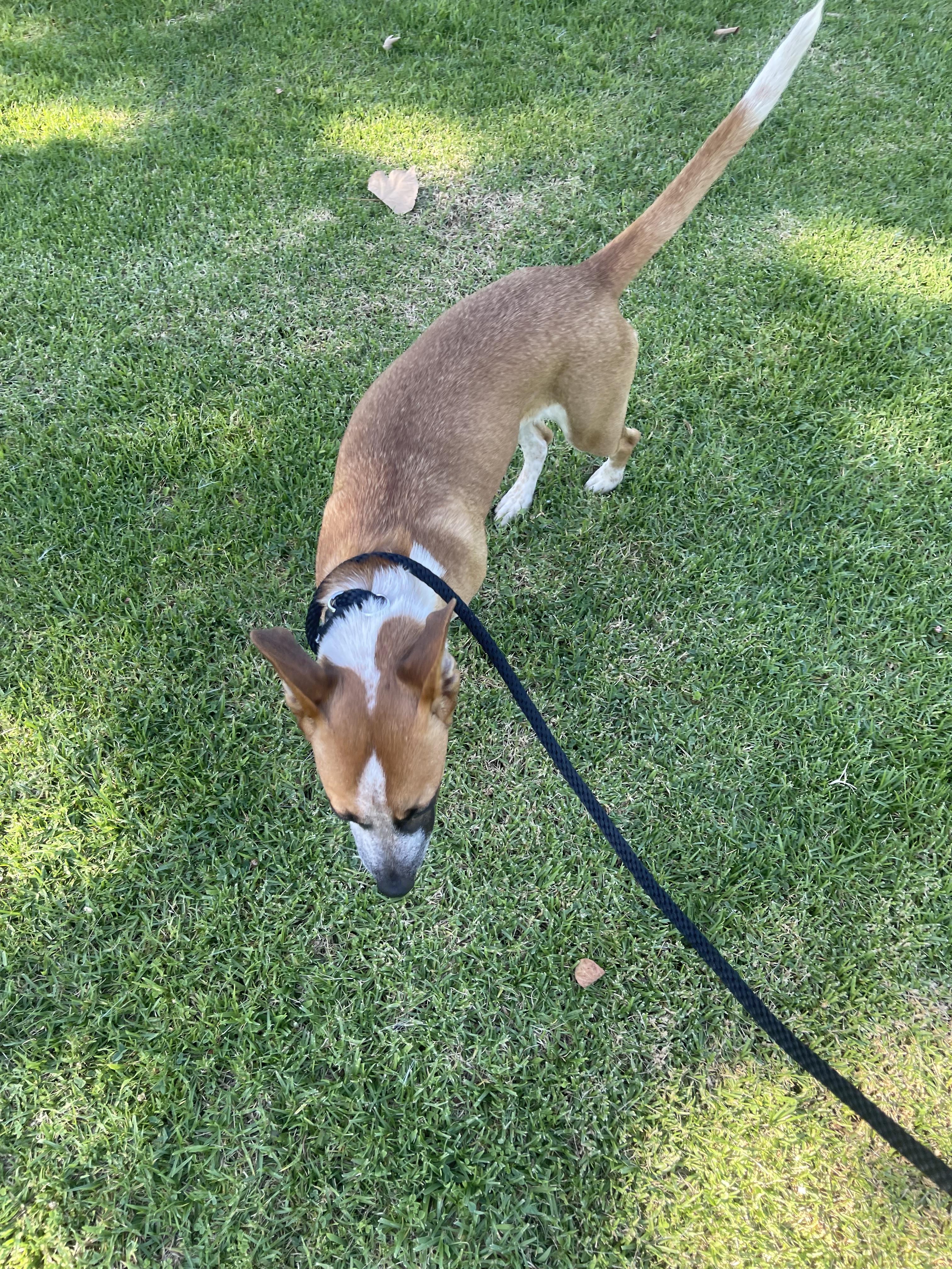 Donna, a Adoptable Mixed Breed in Chula Vista, CA image 6/6
