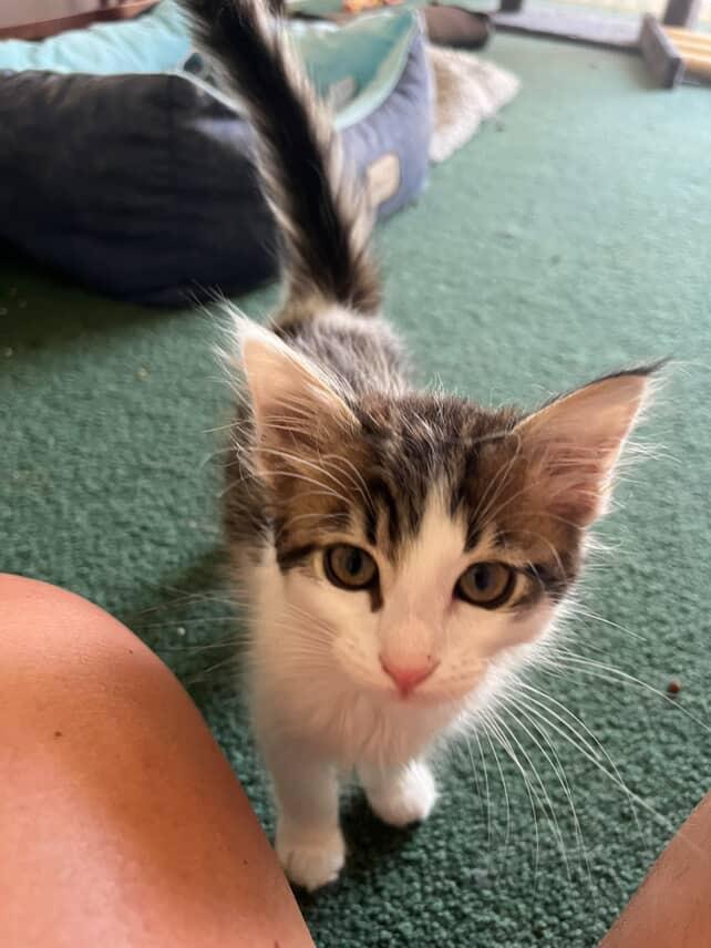 Roll is the biggest sweetheart always ready to curl up in your lap or nap with his sisters Hes ge