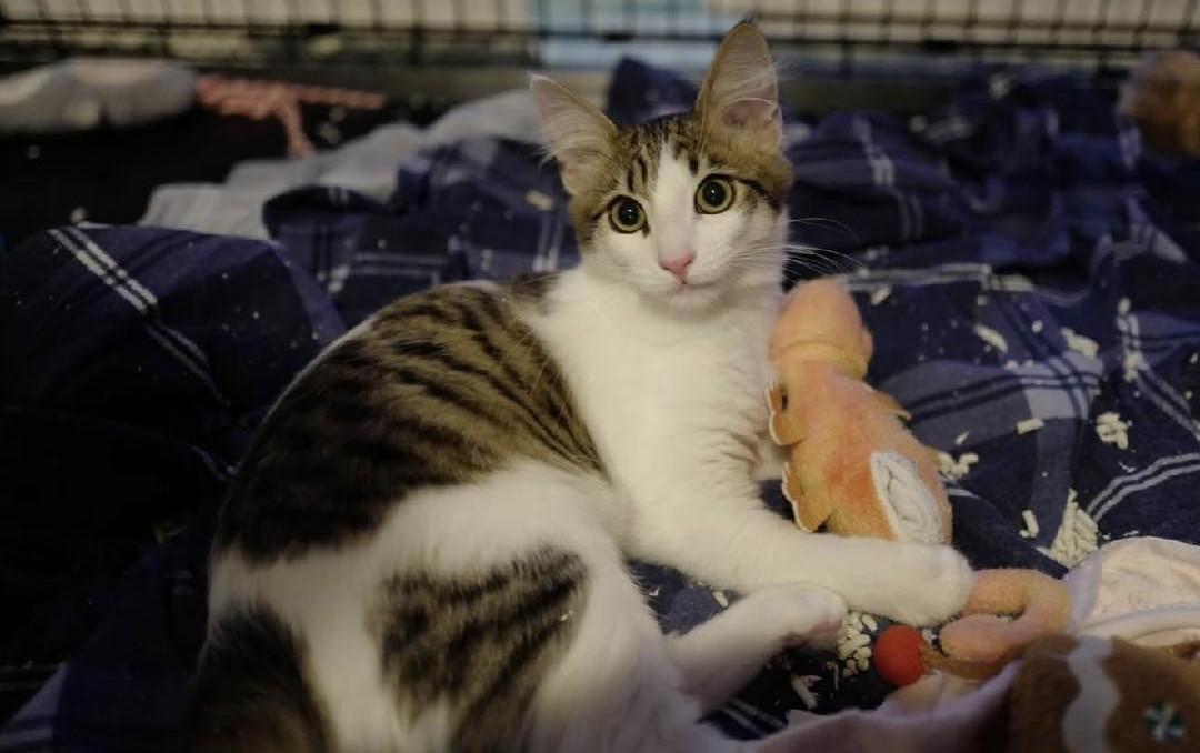 Enlarge Roll, a Adoptable Domestic Medium Hair in Torrance, CA image 1/2