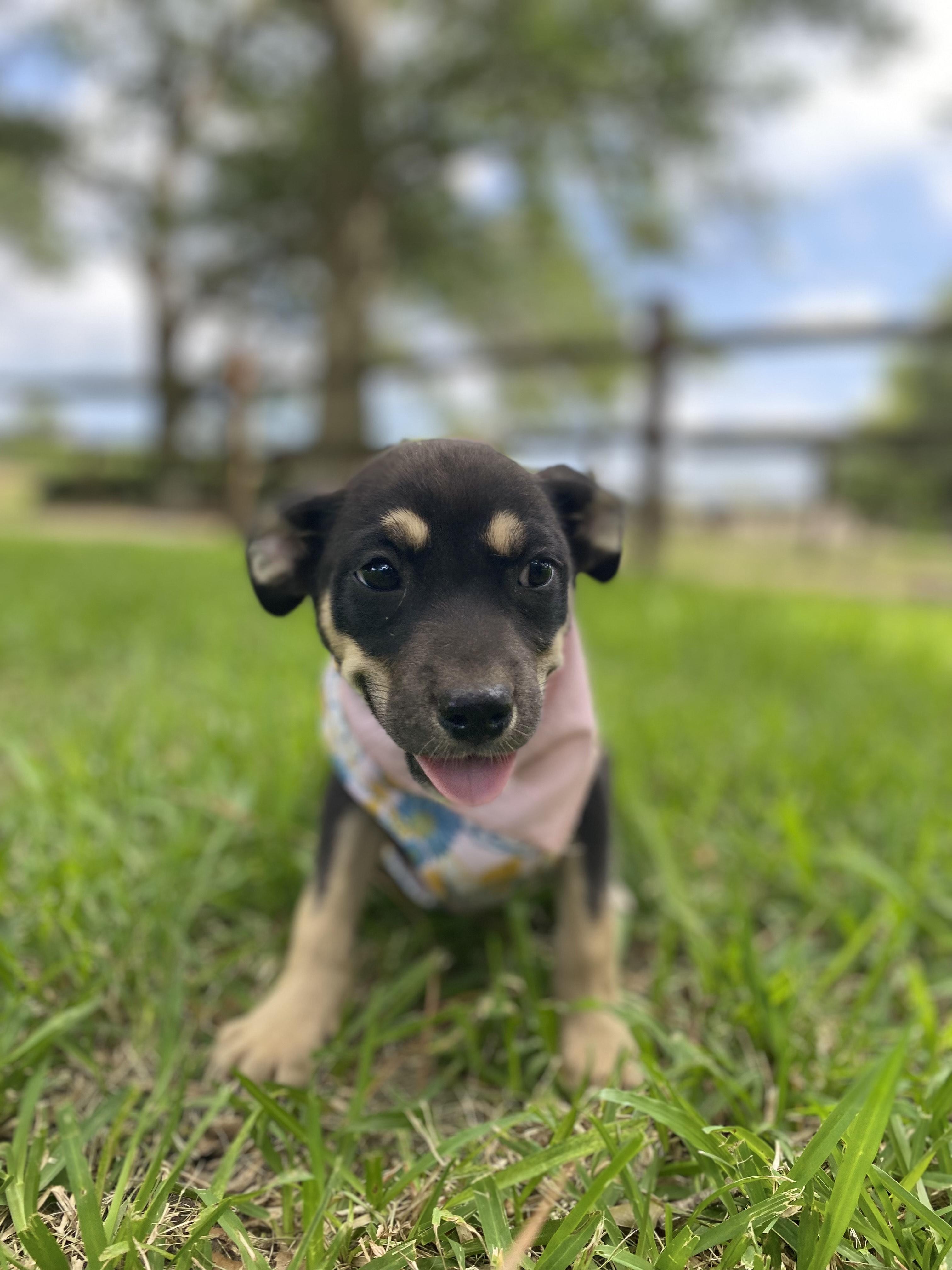 Buttercup, Young Female Terrier