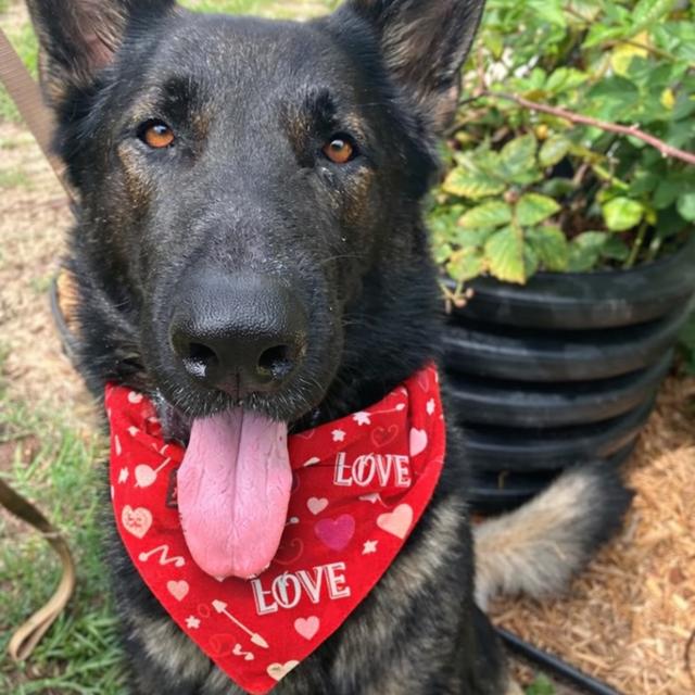 Shane, Adoptable, Adult Male German Shepherd Dog.