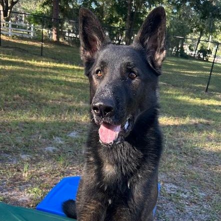 Enlarge Shane, a Adoptable German Shepherd Dog in St. Petersburg, FL image 4/6