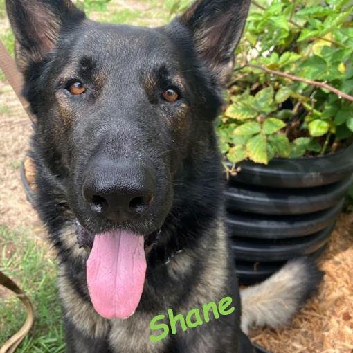 Enlarge Shane, a Adoptable German Shepherd Dog in St. Petersburg, FL image 5/6