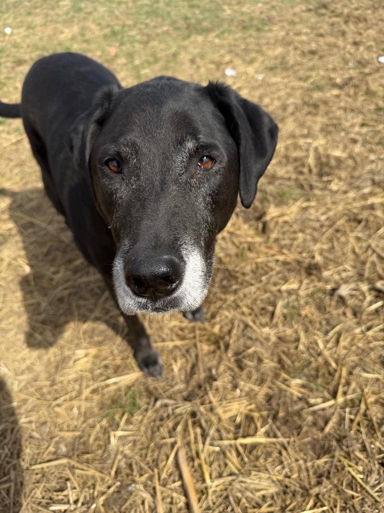 Max, Adoptable, Senior Male Labrador Retriever.