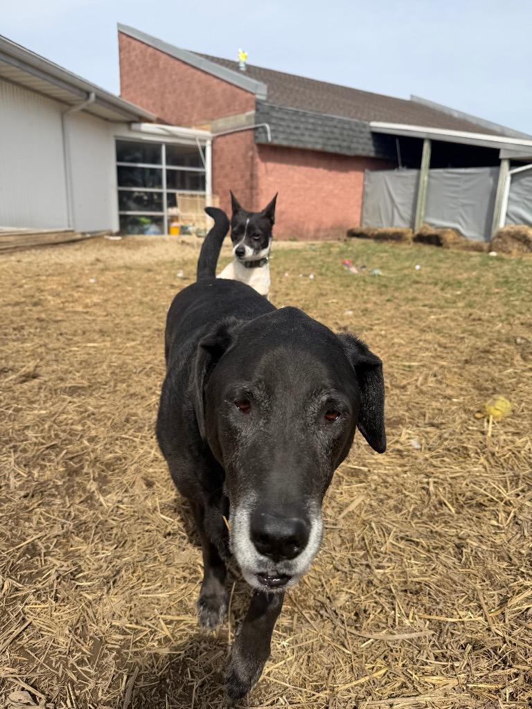 Enlarge Max, a Adoptable mixed breed in Marion, OH image 2/4