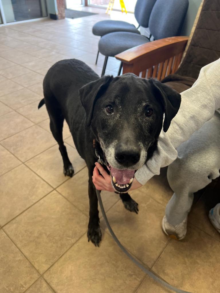 Enlarge Max, a Adoptable mixed breed in Marion, OH image 3/4