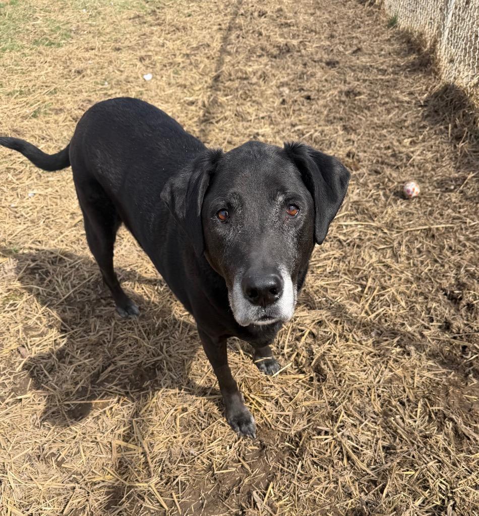 Enlarge Max, a Adoptable mixed breed in Marion, OH image 4/4