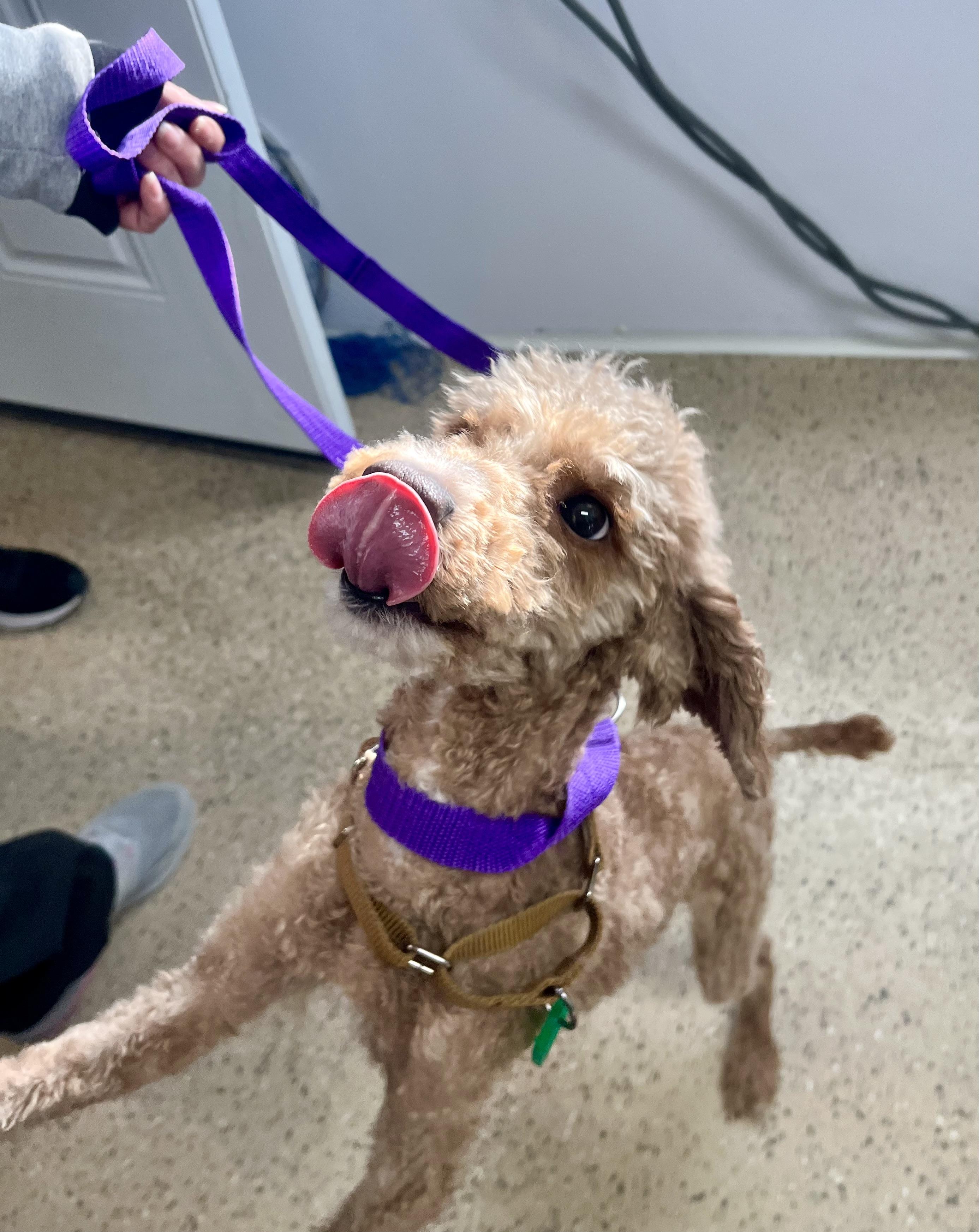 Enlarge Draco, an adopted Miniature Poodle in Seville, OH image 5/5