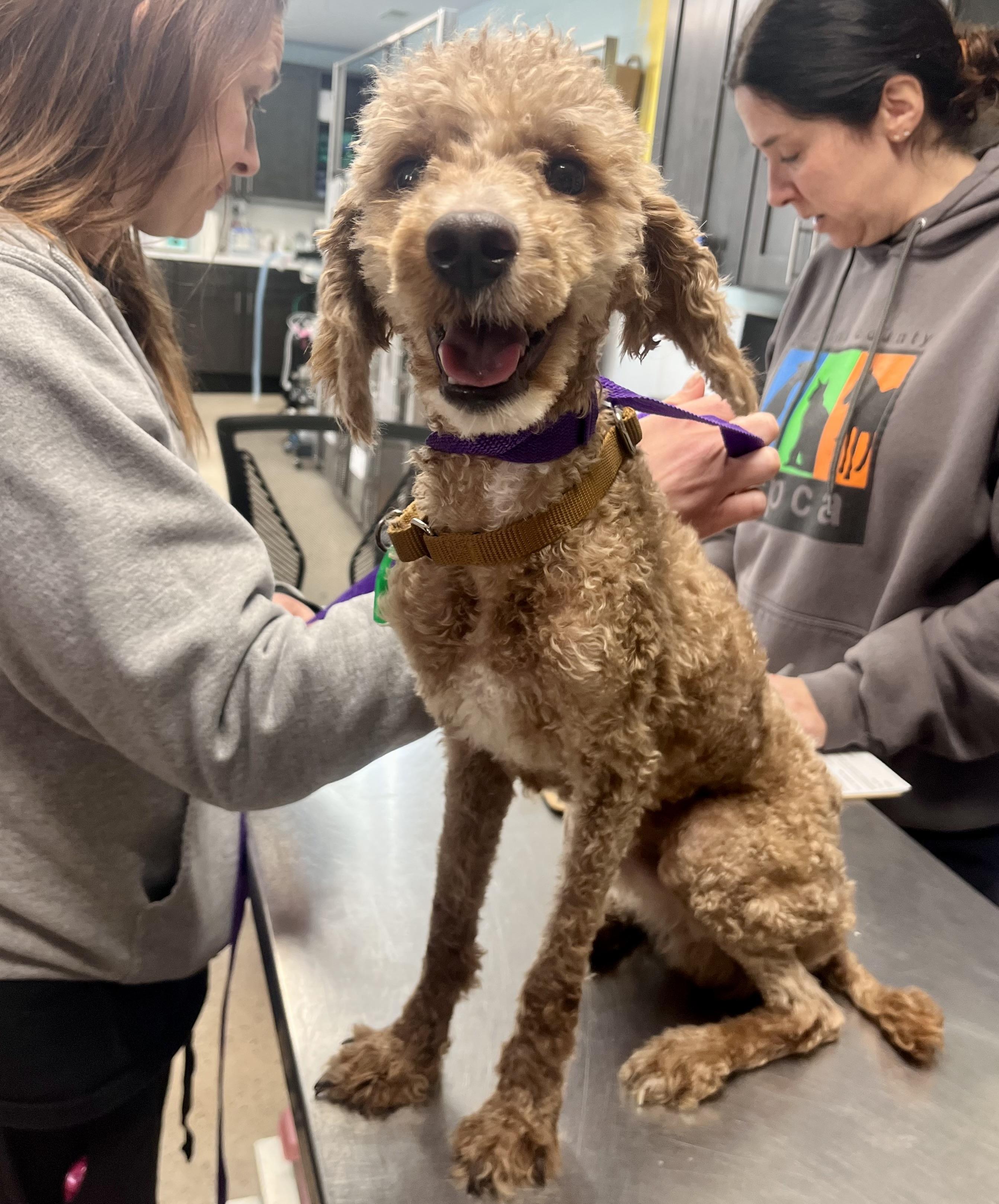 Enlarge Draco, an adopted Miniature Poodle in Seville, OH image 1/5