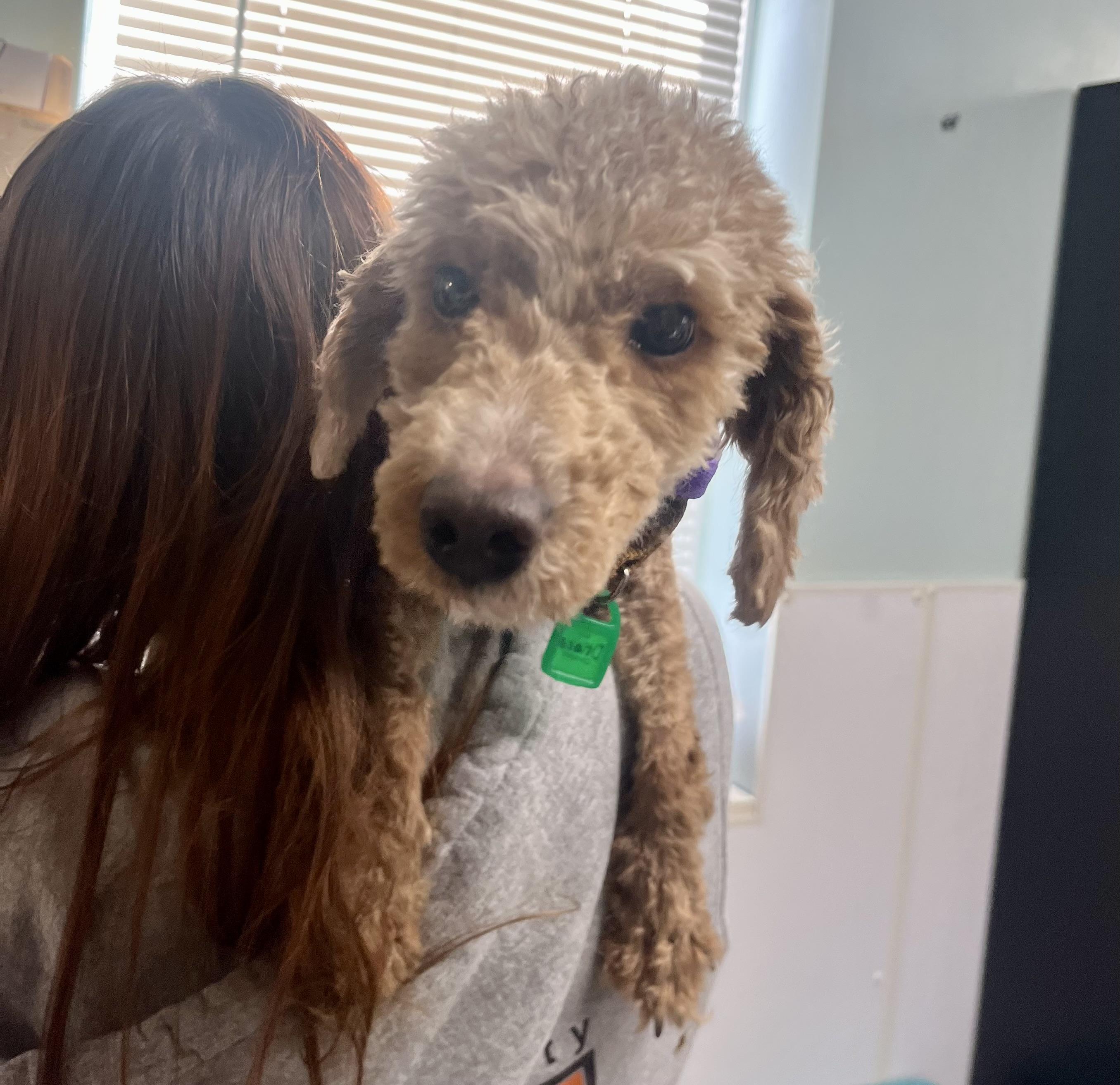 Enlarge Draco, an adopted Miniature Poodle in Seville, OH image 2/5