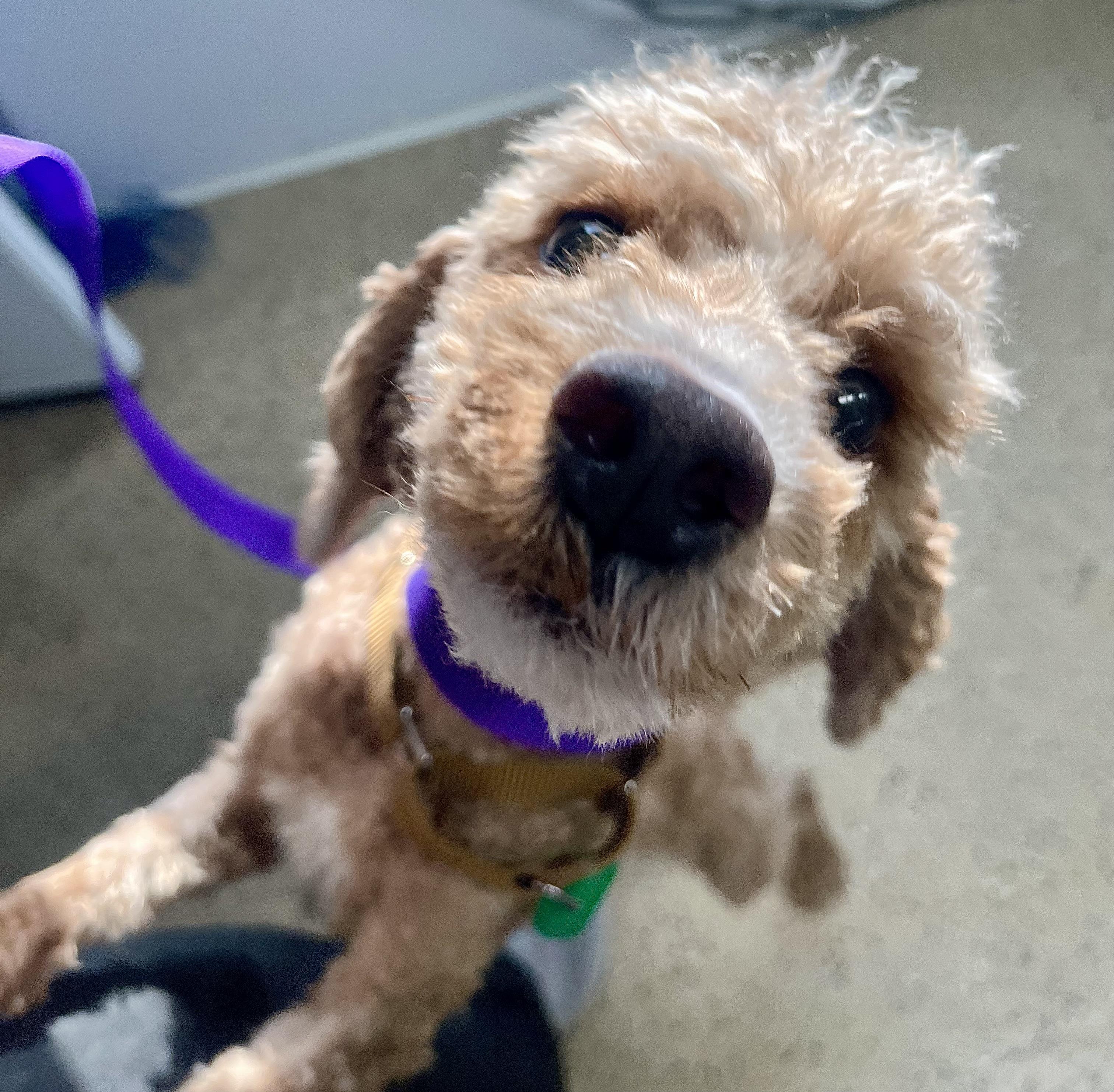 Enlarge Draco, an adopted Miniature Poodle in Seville, OH image 3/5