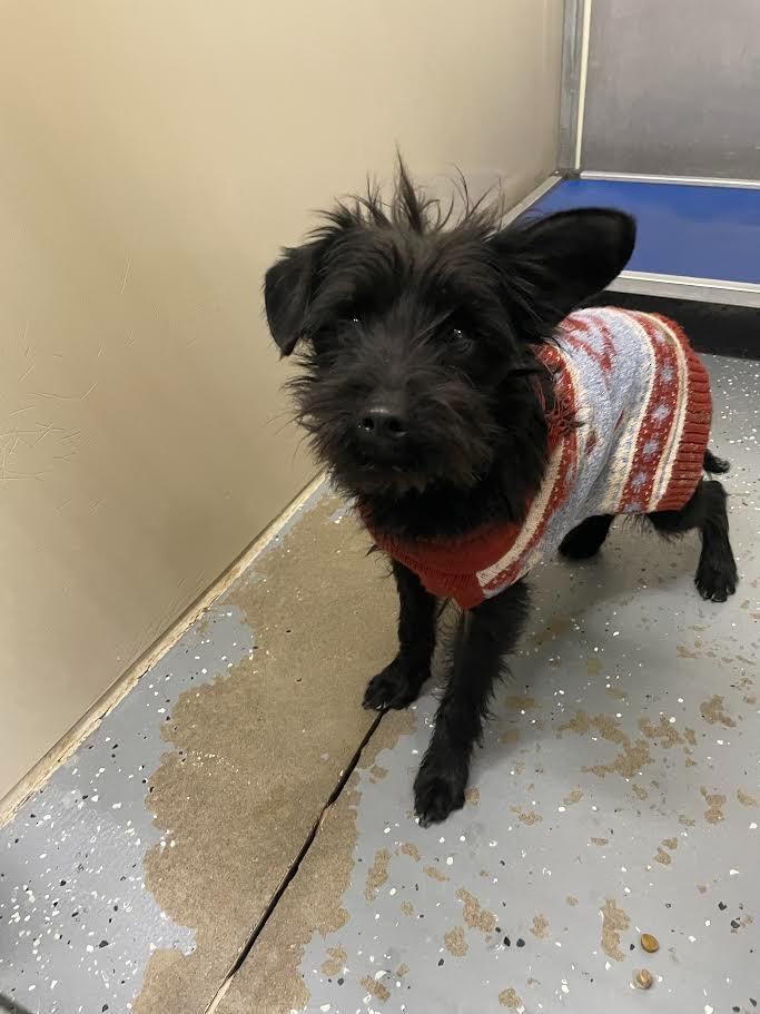 Mustache, Adoptable, Young Male Schnauzer.