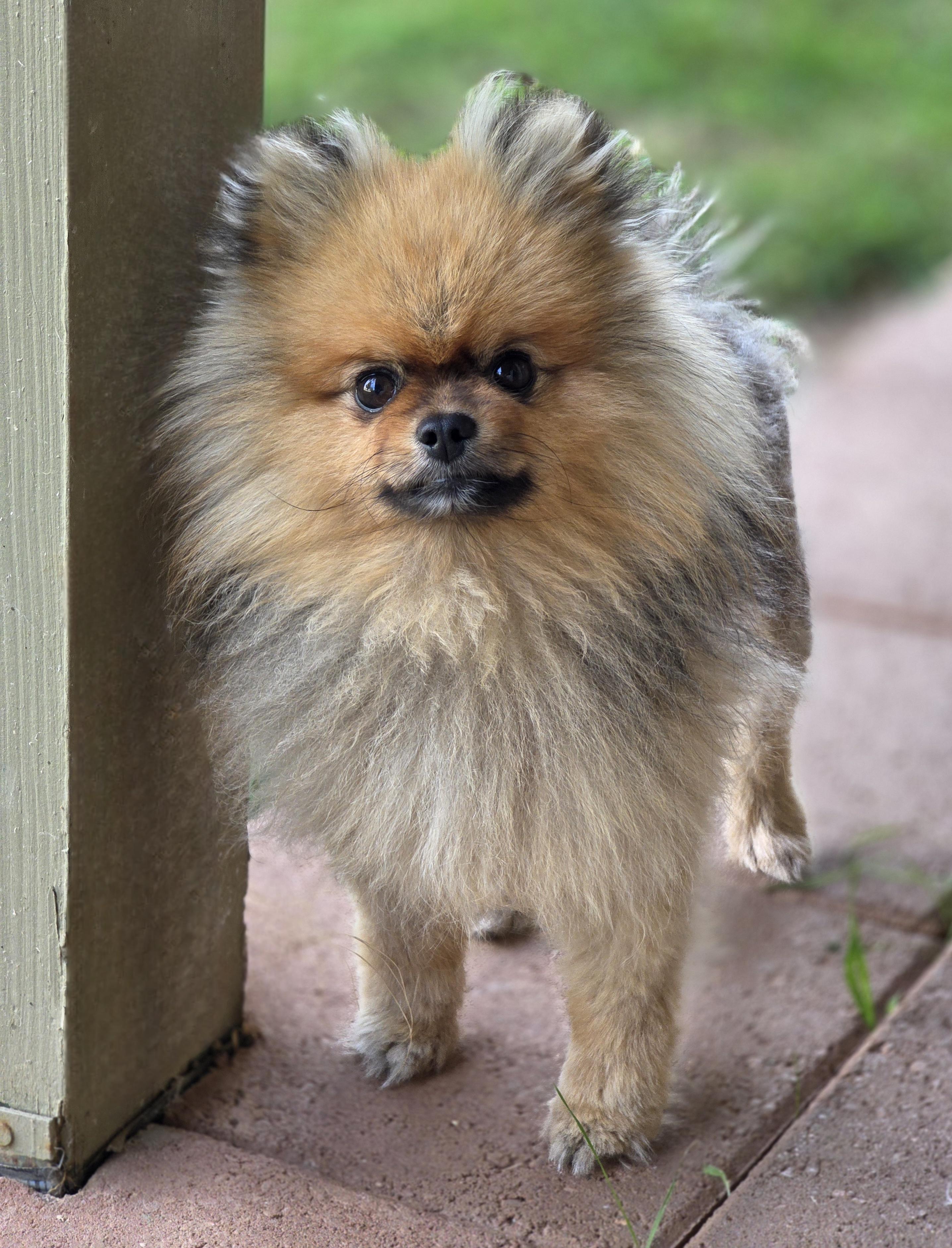 Enlarge Beast , a ADOPTABLE Pomeranian in Clovis, CA image 1/5