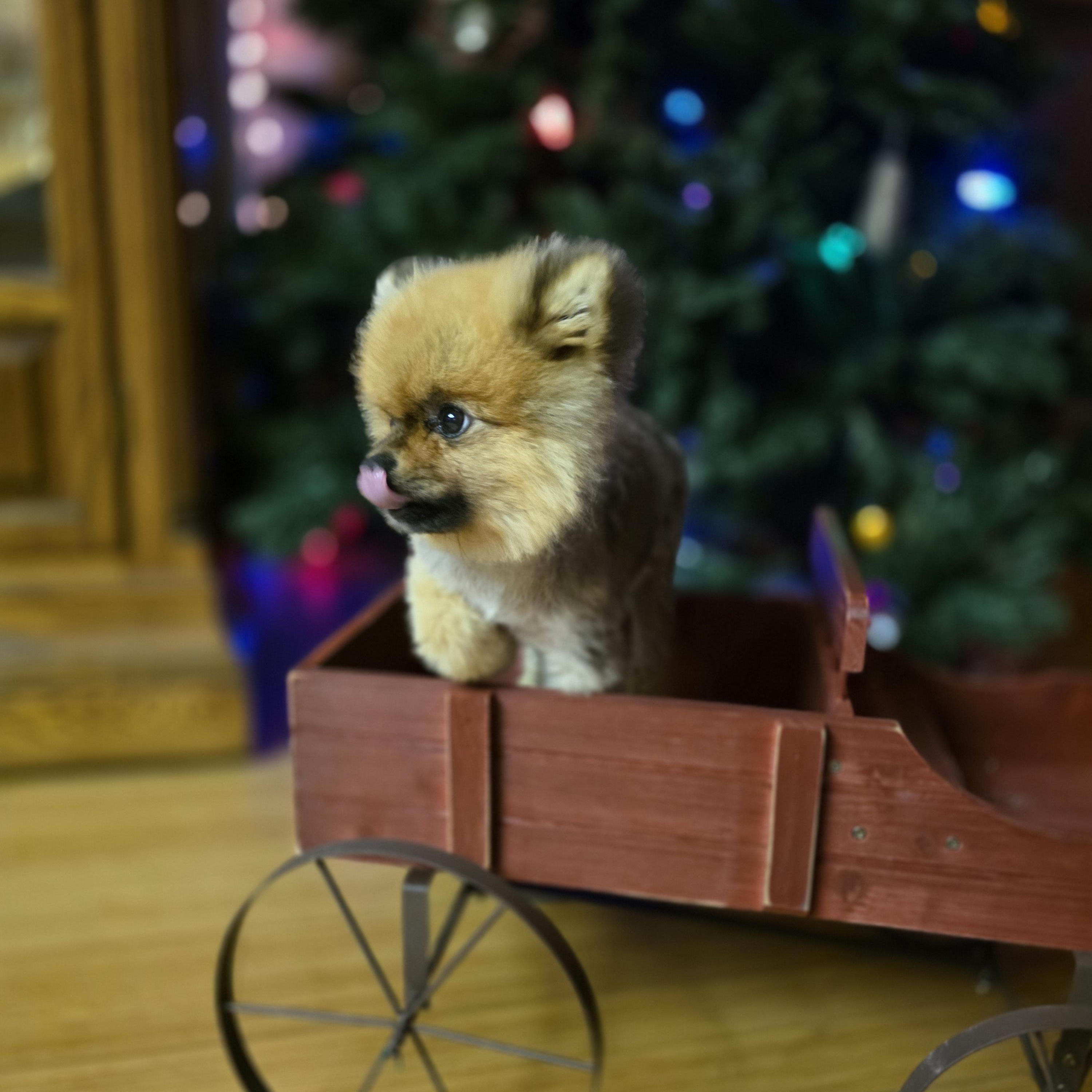 Enlarge Beast , a ADOPTABLE Pomeranian in Clovis, CA image 4/5