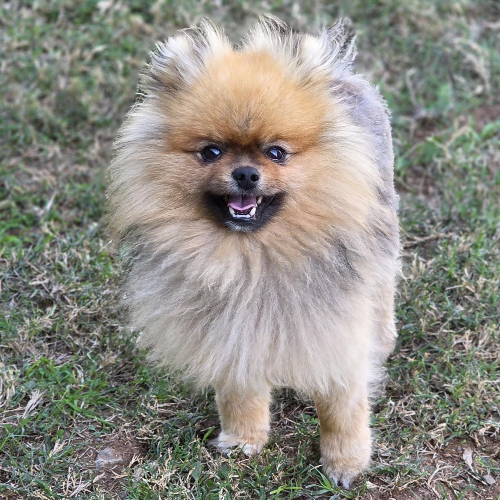 Enlarge Beast , a ADOPTABLE Pomeranian in Clovis, CA image 3/5
